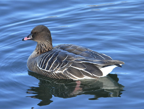 Pink-footed Goose